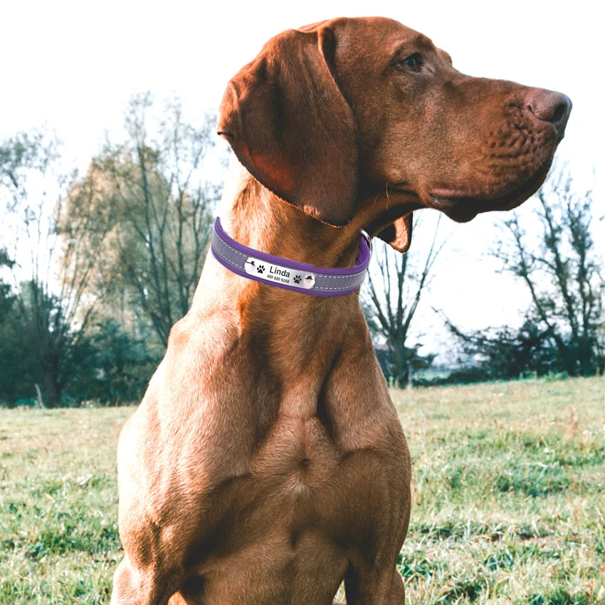 Personalized Dog Collar