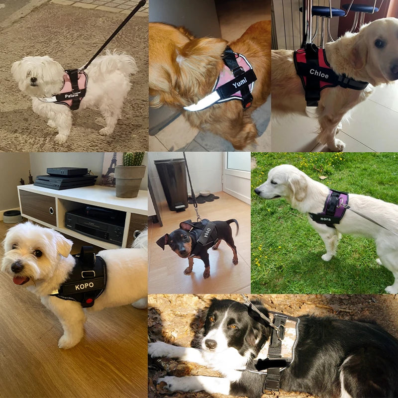 Personalized pet harness