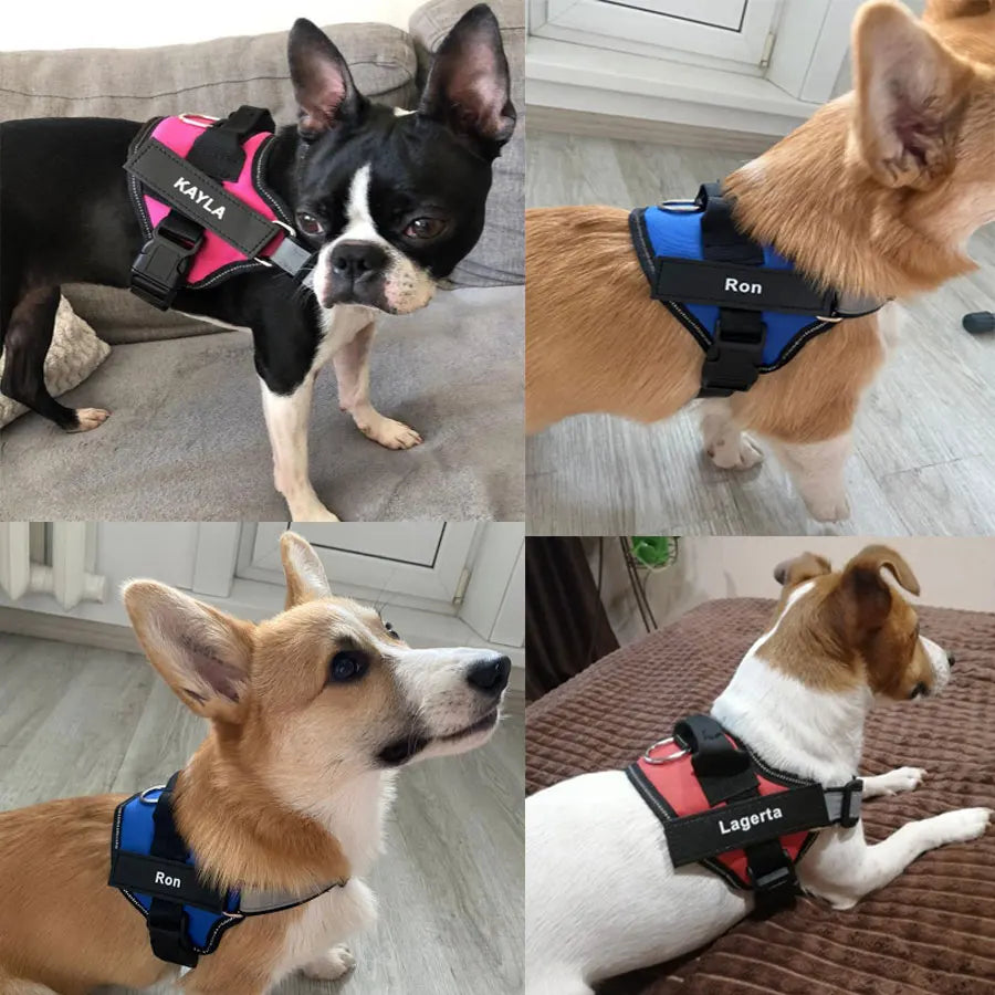 Dog Harness