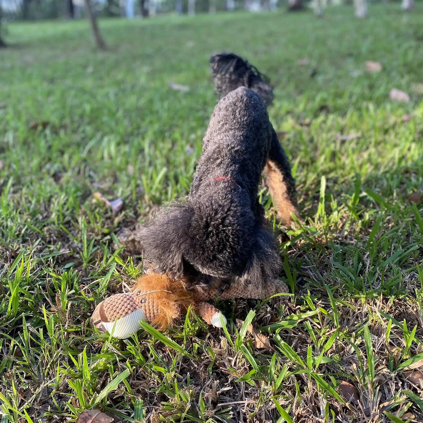 Dog toy Plush Lion