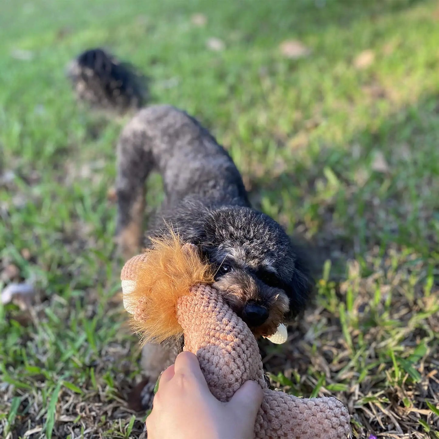 Dog toy Plush Lion