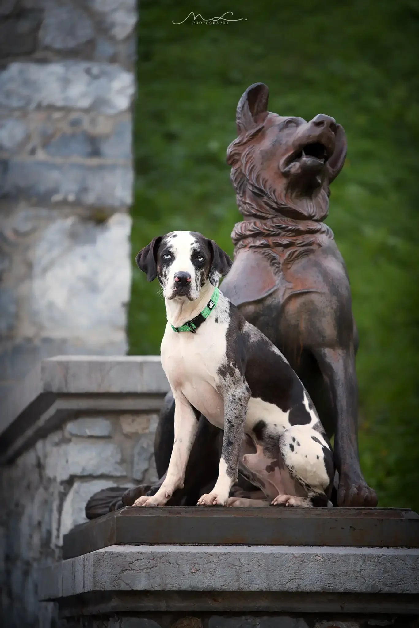 Dog Collar
