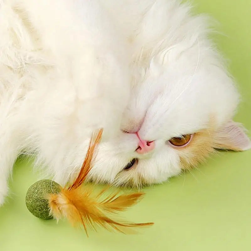 Cat Toys Catnip