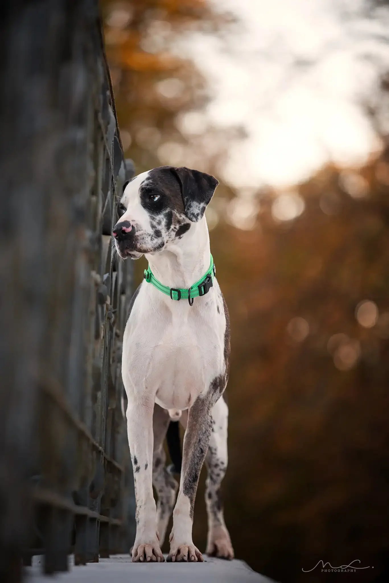 Dog Collar